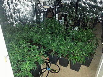 Cannabis plants worth €360,000...